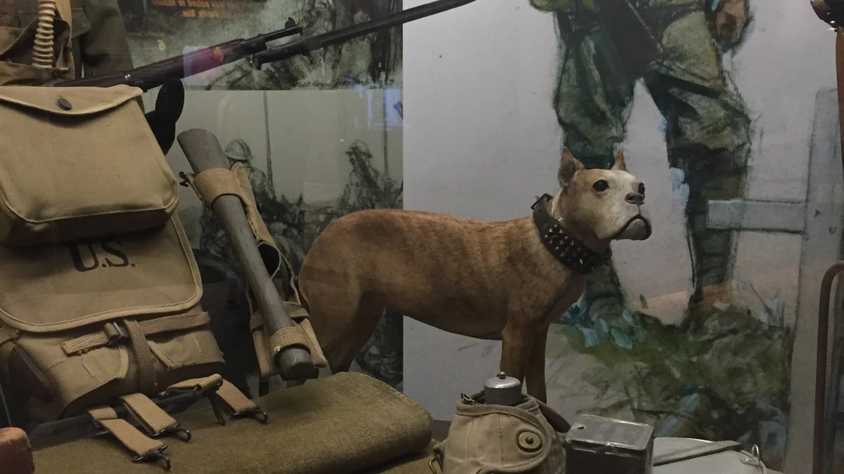 Archival photograph supporting American Hero Dogs: Sgt. Stubby and the Legacy of Working Dogs