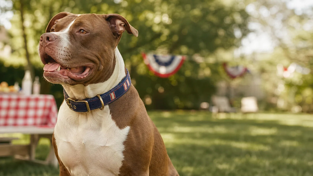 Dog collar safety for crowds: What to Look For Before You Buy hero image for True American Pets