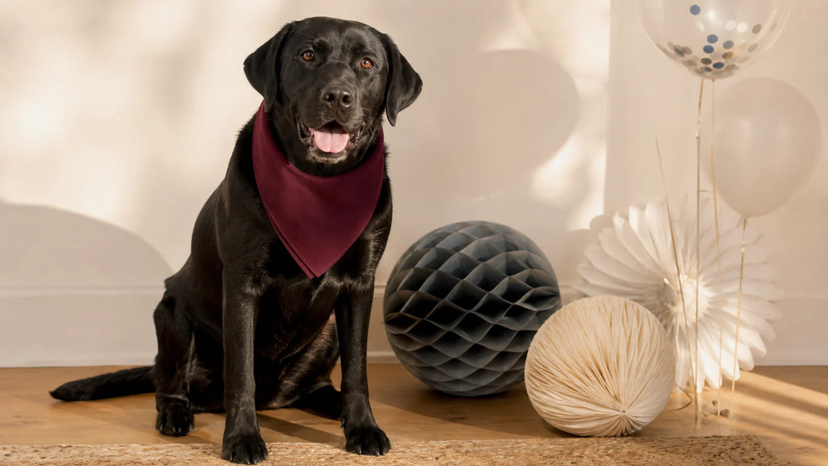 How to Take Dog Birthday Photos That Feel Natural editorial scene