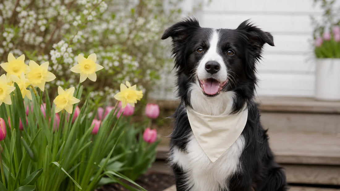 How to Take Easter Dog Photos with Simple Props editorial scene