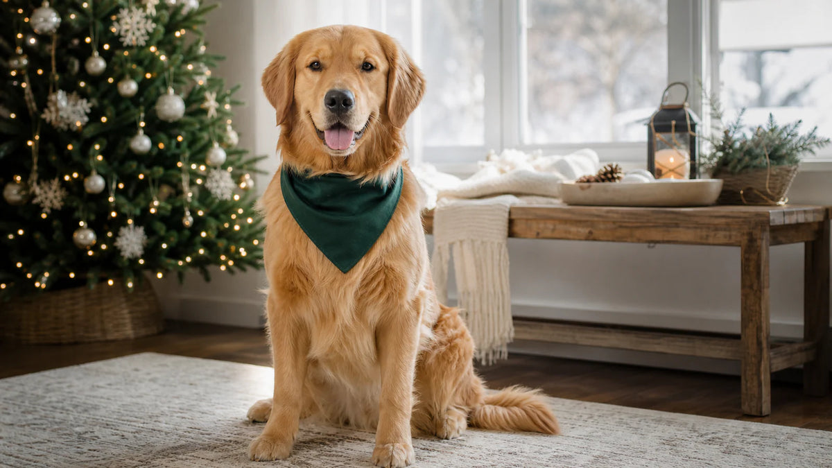 Planning Dog Christmas Card Photos Without the Rush editorial scene