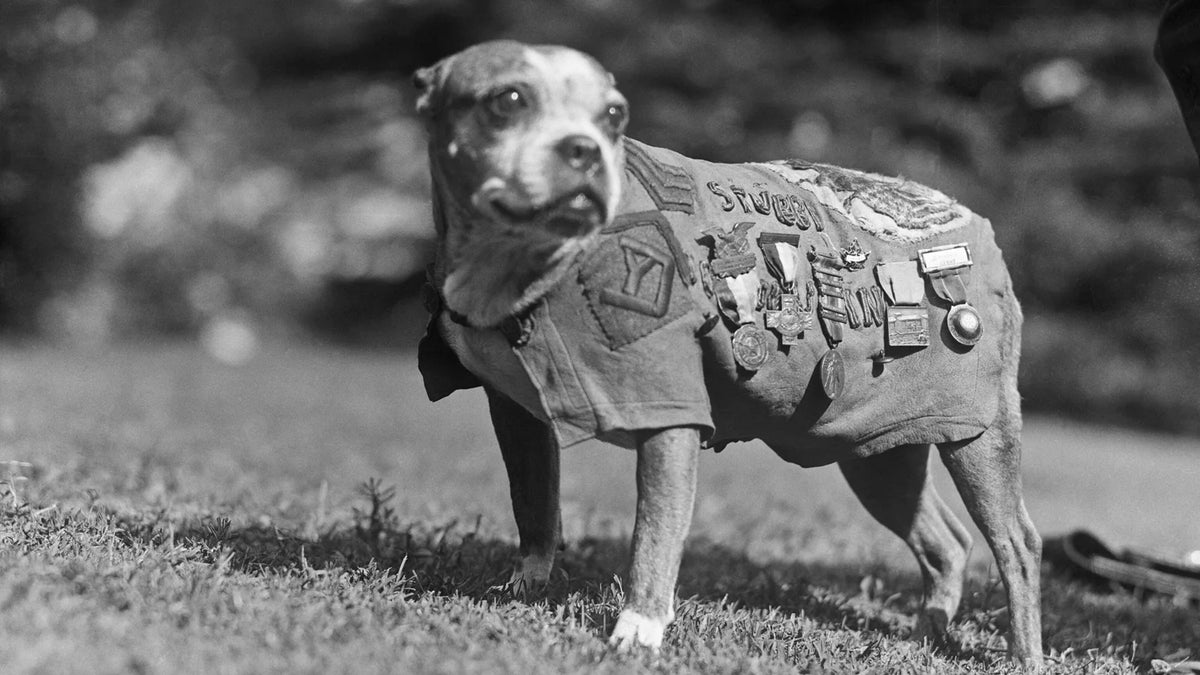 Archival photograph supporting Sgt. Stubby Timeline: From Stray Dog to World War I Hero
