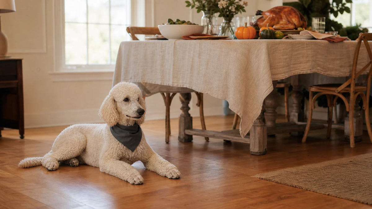 Thanksgiving Foods and Dog Safety: What to Keep Off the Floor editorial scene