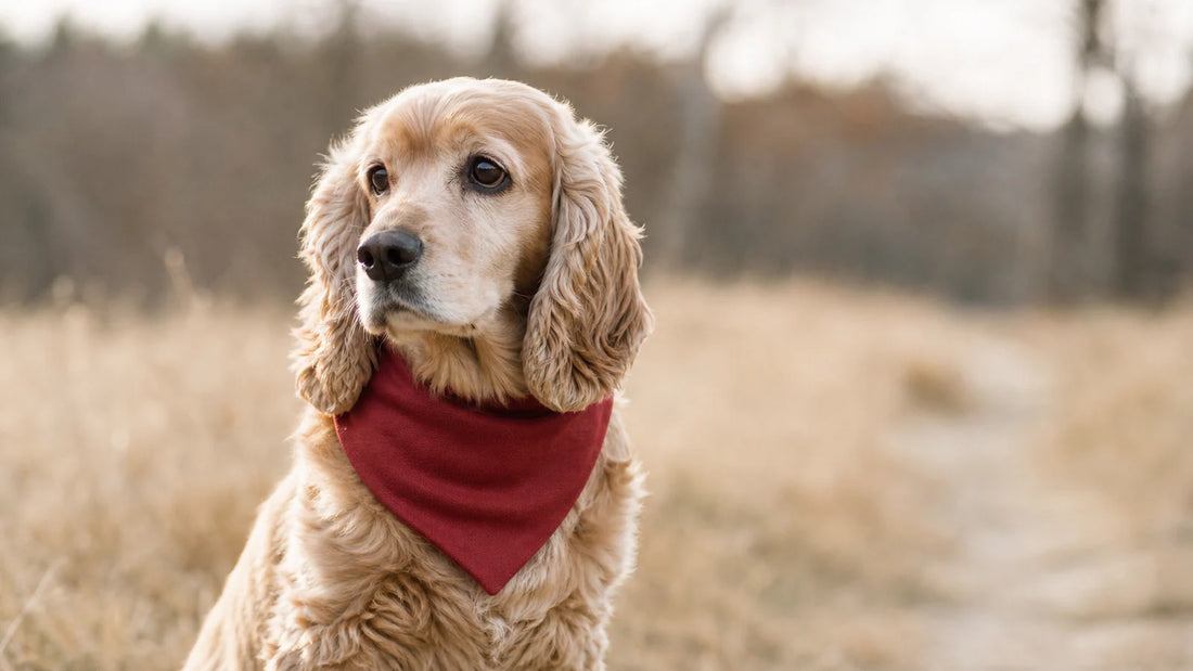 Valentine Dog Photo Ideas That Stay Simple editorial scene