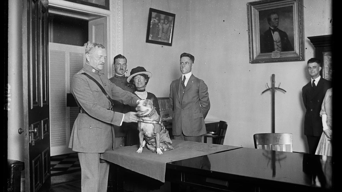 Archival photograph supporting Who Was Sgt. Stubby? A Documented World War I Dog