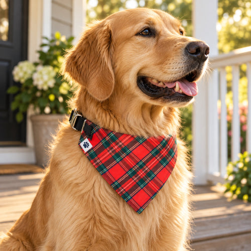 The Homestead bandana collar - Golden retriever on porch