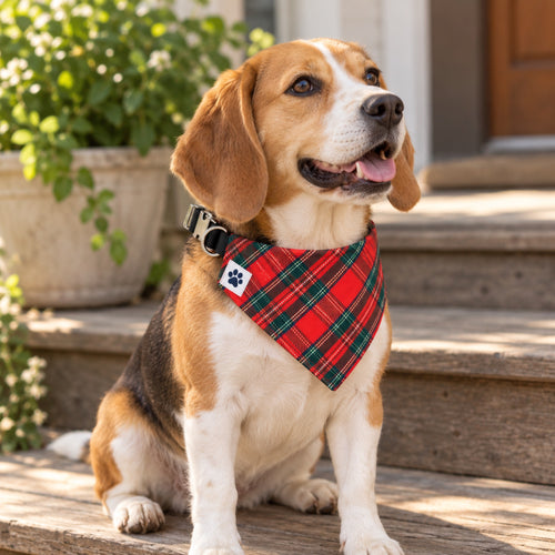 The Homestead bandana collar - Small dog on porch steps