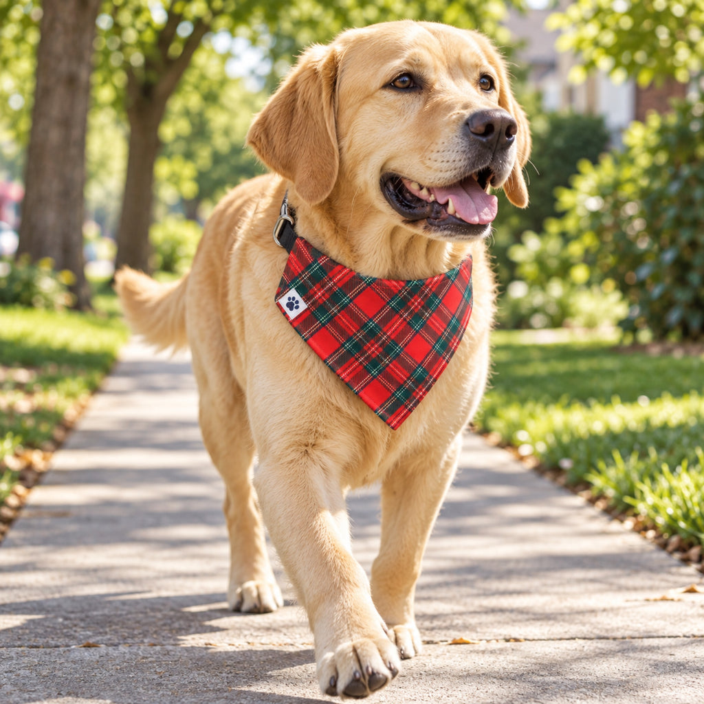 The Homestead bandana collar - Large dog on sidewalk