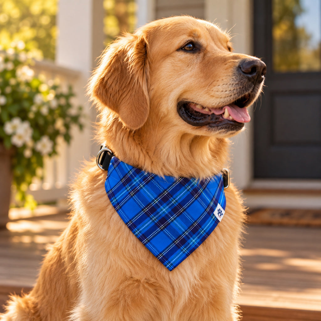 Liberty Plaid bandana collar - Golden retriever on porch