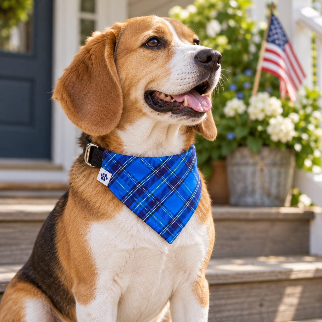 Liberty Plaid bandana collar - Small dog on porch steps