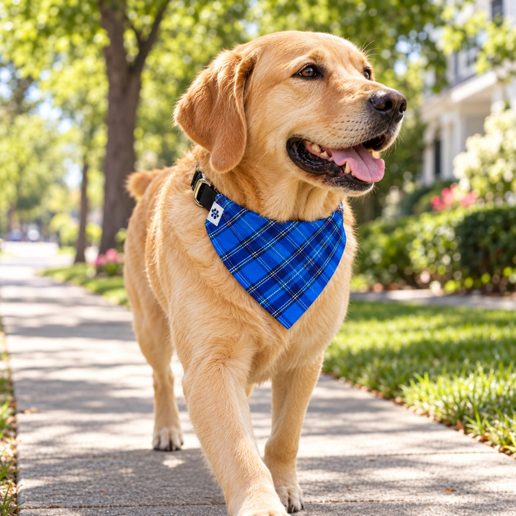 Liberty Plaid bandana collar - Large dog on sidewalk