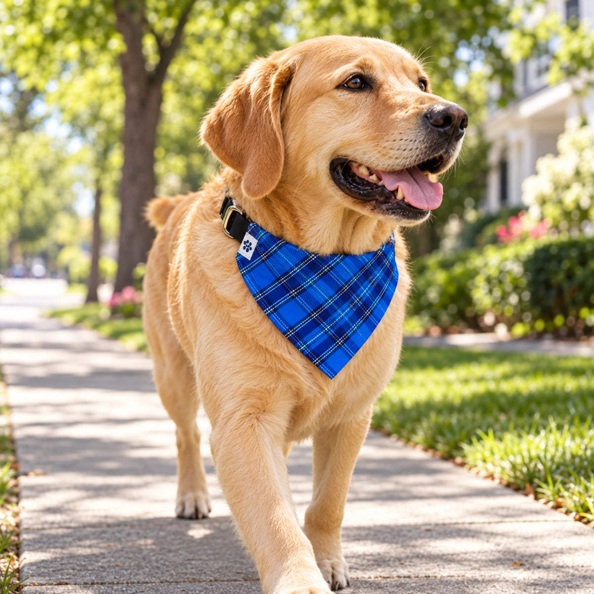 Liberty Plaid bandana collar - Large dog on sidewalk