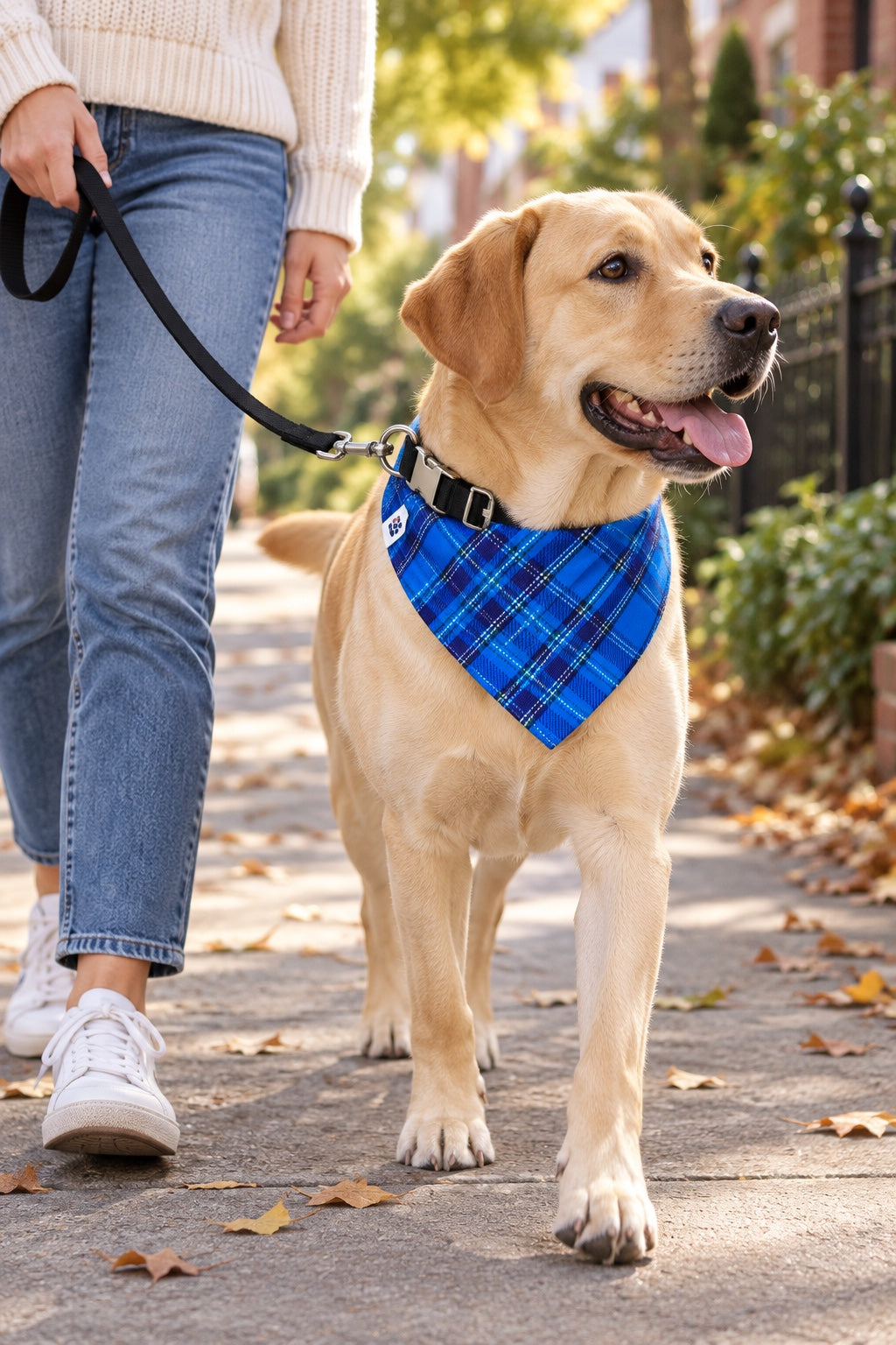 Labrador walking on a fall sidewalk in the Liberty Plaid bandana collar