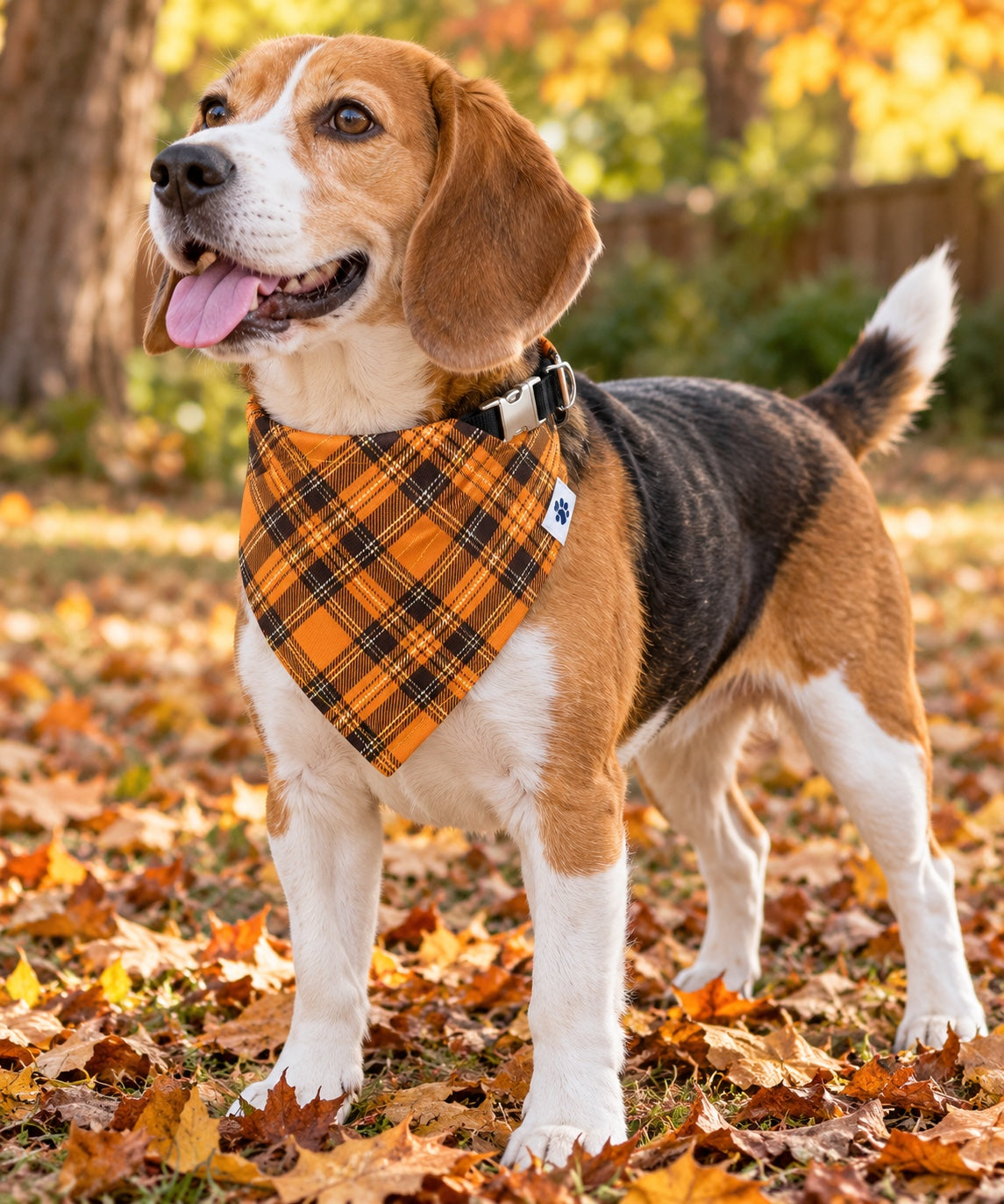 Beagle in fall leaves wearing the Harvest Moon bandana collar