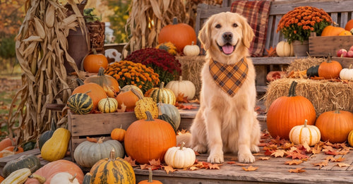 Golden retriever sitting among pumpkins on a fall porch in the Harvest Moon bandana collar