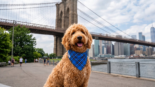 Goldendoodle by the Brooklyn Bridge in the Liberty Plaid bandana collar