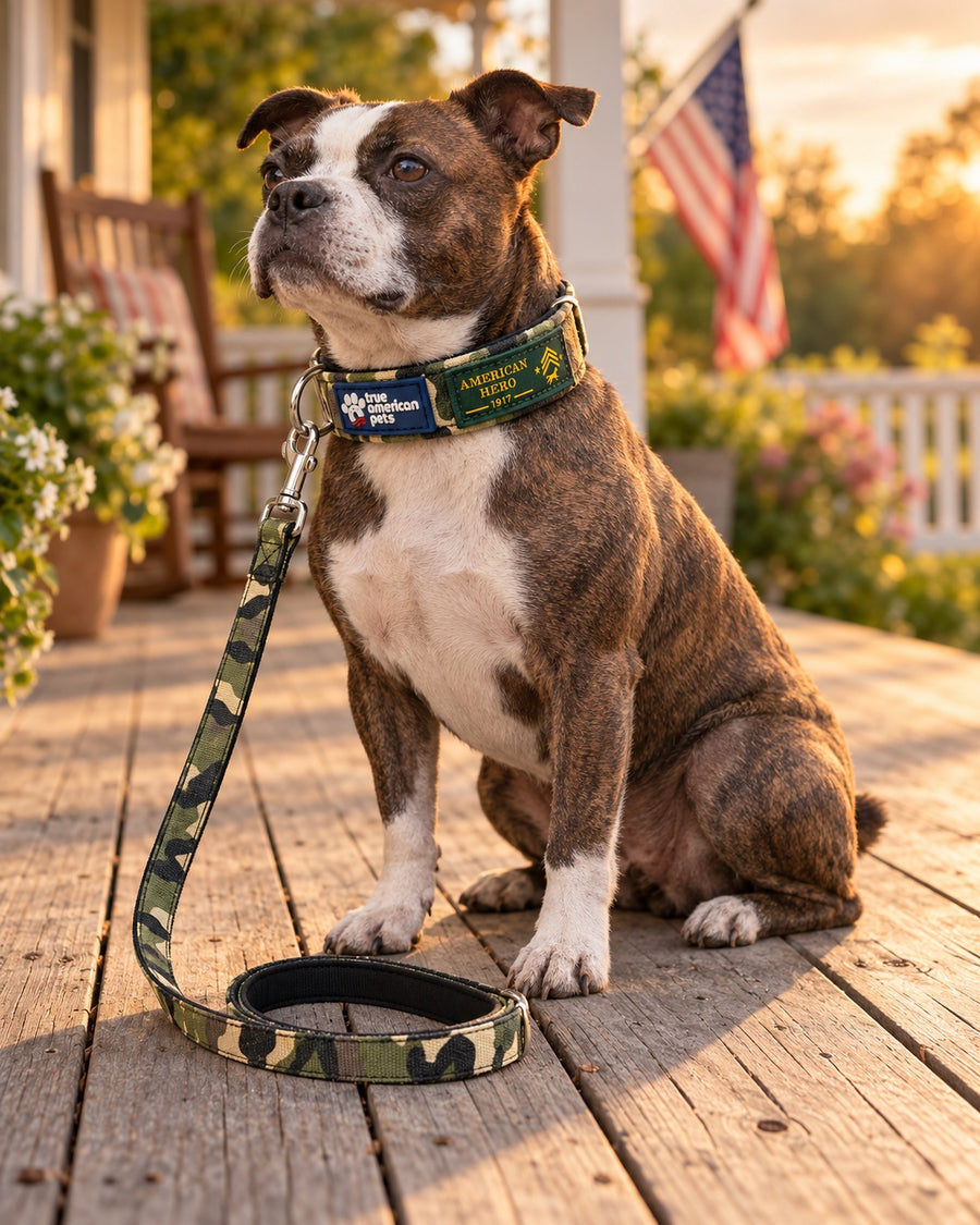 Brindle dog sitting on a porch in the Sgt. Stubby camo collar with the American Hero 1917 patch, the matching leash beside him