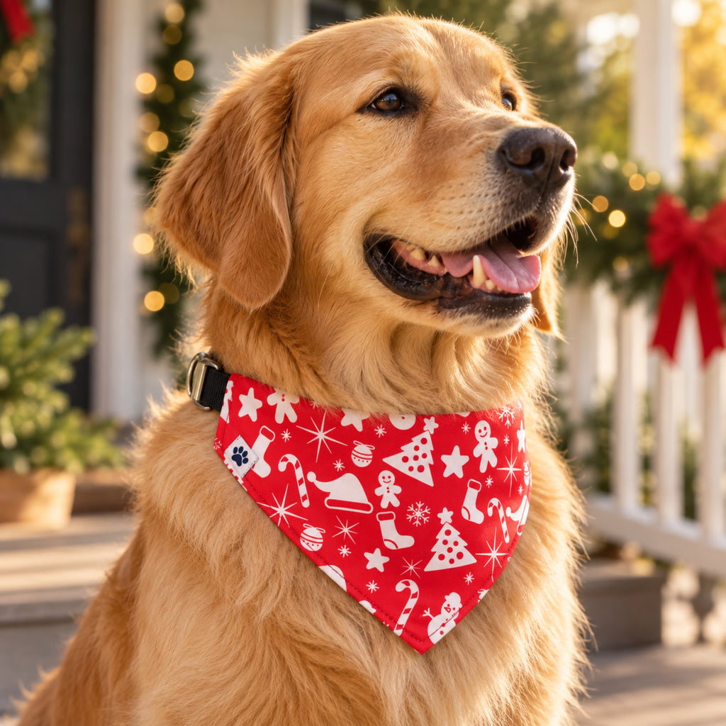 Yuletide bandana collar - Golden retriever on porch